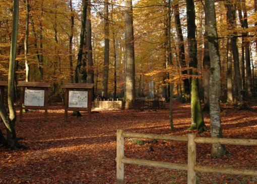 La forêt de Bercé accueille des équipements à vocation récréative : Futaie des Clos Chêne Rouleau de la Roussière (forêt de Bercé – 2015) (Source : CAUE de la Sarthe) en grand format (nouvelle fenêtre)