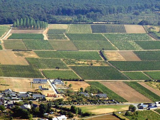 Le développement de l'activité viticole contribue à ouvrir les paysages entre le bourg et la forêt de Beaulieu (source : site internet de la commune de Beaulieu-sur-Layon) en grand format (nouvelle fenêtre)