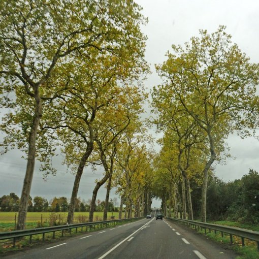 Double alignement de platanes soulignant la route départementale vers Laval à la sortie du bourg de Cossé-le-Vivien en grand format (nouvelle fenêtre)