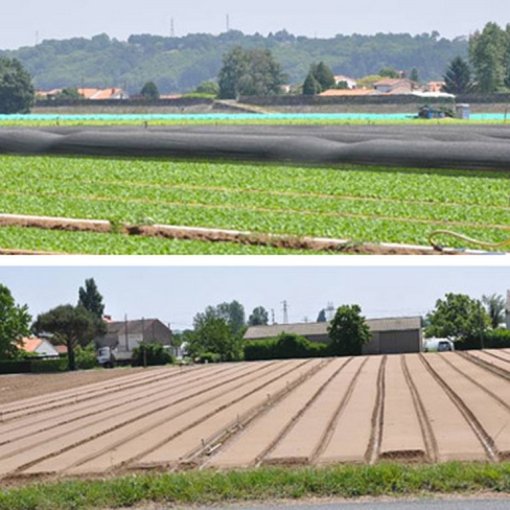 Paysage géométrique du polder horticole s'articulant autour de la levée (La Chapelle-Basse-Mer) en grand format (nouvelle fenêtre)