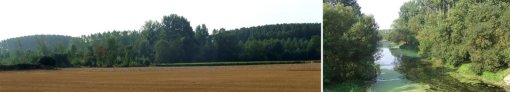 Peupleraies envahissant la vallée du Thouet et ripisylve particulièrement dense (Artannes-sur-Thouet) en grand format (nouvelle fenêtre)