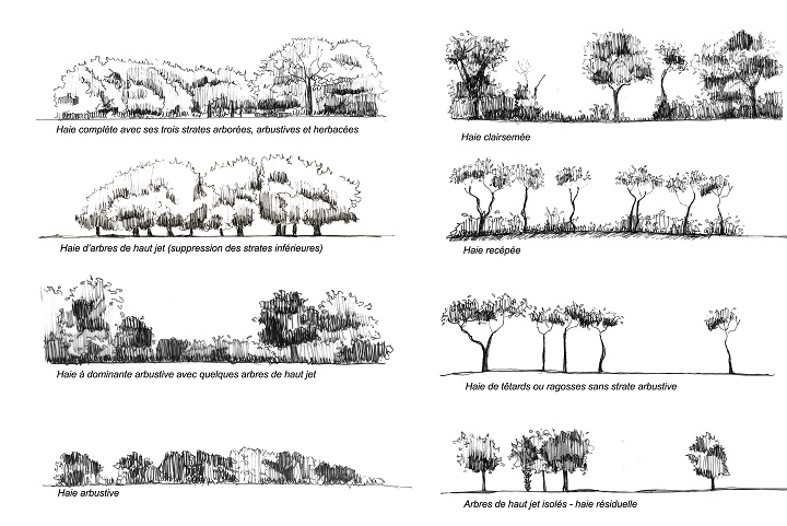 Quelques exemples de typologies de haies induisent divers effets dans le paysage, des compositions les plus fermées (en haut) aux plus ouvertes (en bas) en grand format (nouvelle fenêtre)