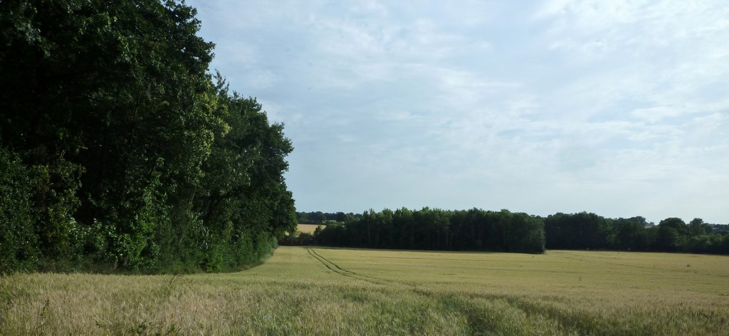 Maillage arboré constitué de bois et de haies caractérisant le plateau agricole (Châteauneuf-sur-Sarthe)