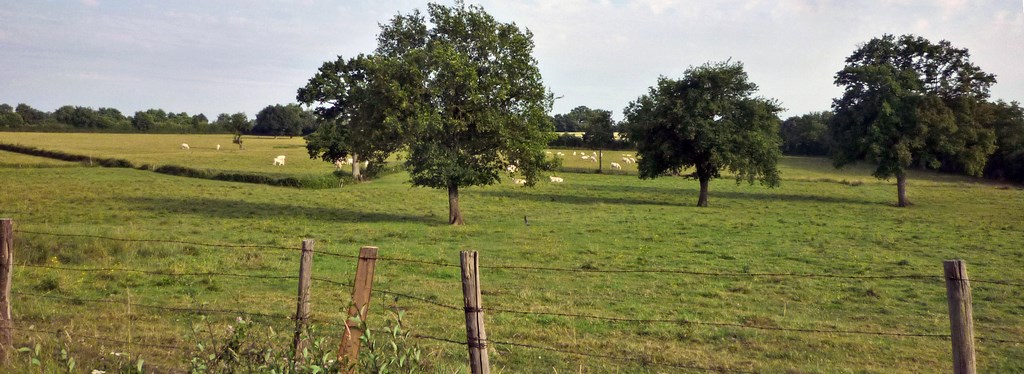 Un maillage arboré accompagnant les cultures et les pâtures, jeux d’écrans successifs et profondeurs visuelles (Champigné)