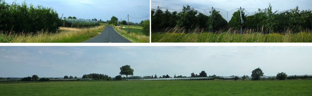 Diversité d’ambiances associées aux exploitations arboricoles : rythme des rangs, écrans, surface blanche des filets… (Daumeray)