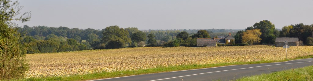 Vallon du ruisseau de la Savenière densément végétalisé (Miré)