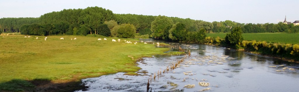 Peupleraie fermant les perspectives au coeur de la vallée de la Sarthe (Cheffes)