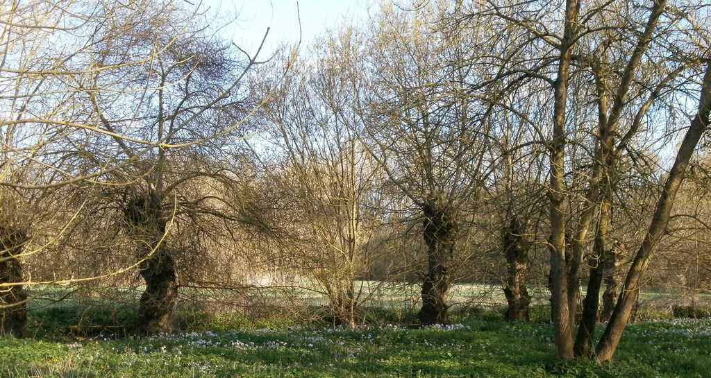 Silhouette des frênes qui furent conduits en têtards, identité des fonds de vallées de la Sarthe et de la Mayenne et du site de confluence avec le Loir (Villevêque)