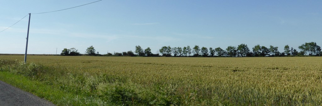 Quelques initiatives de replantation des haies bocagères (Pouancé - 2015)