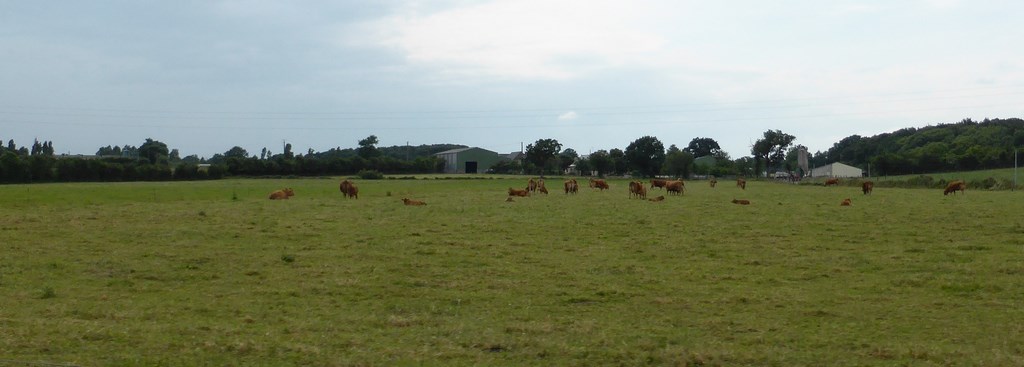 L’élevage est une activité structurante de l’unité (Loire - 2015)