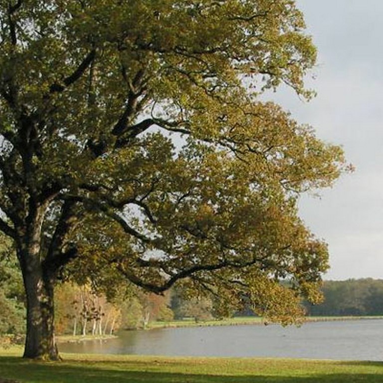 Etang réservoir de la Poitevinière (Riaillé)