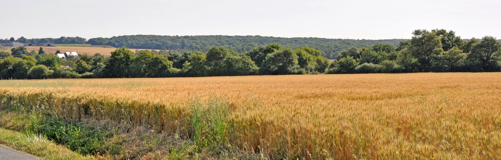 Un plateau agricole cultivé ouvert ponctué de hameaux et de boisements (Saint-Martin-du-Fouilloux)