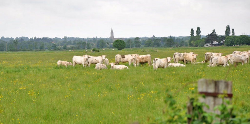 Prairies humides pâturées régulièrement inondées en prolongement des prairies bocagères des terres hautes (Rouans)