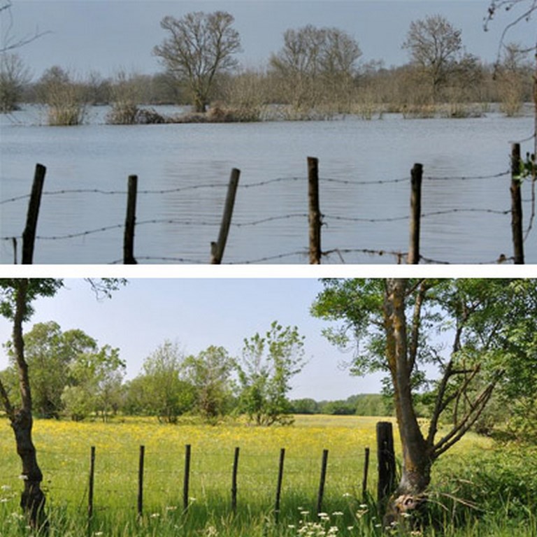 Pâtures de l’estuaire en période d’inondation et d’étiage (Saint- Etienne-de-Montluc)