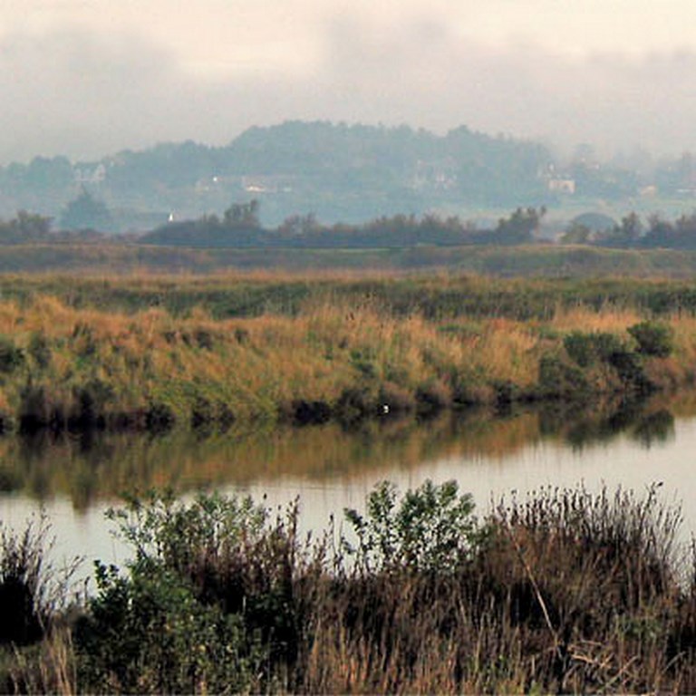 Depuis le coeur du marais, l’horizon est bloqué par le coteau Guérandais (Guérande)