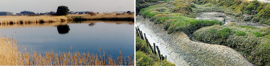 Végétation spécifique des marais induisant des paysages contrastés