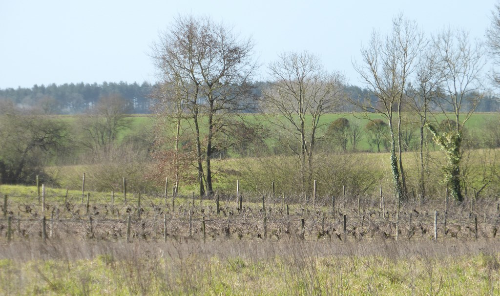 Le linéaire bocager s’atténue progressivement face à la pression des cultures agricoles (Bournezeau – 2015)