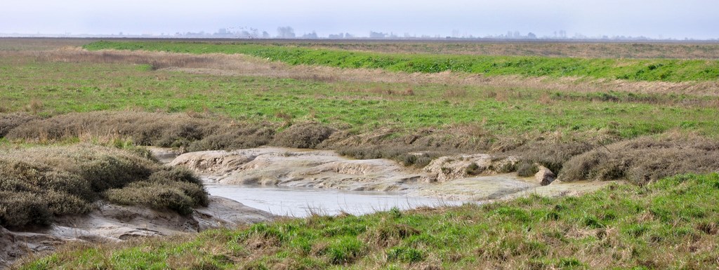 Mizottes (prés salés) de la Baie de l’Aiguillon ouvrant sur le cordon boisé de la Pointe d’Arçay (Champagné-les-marais)