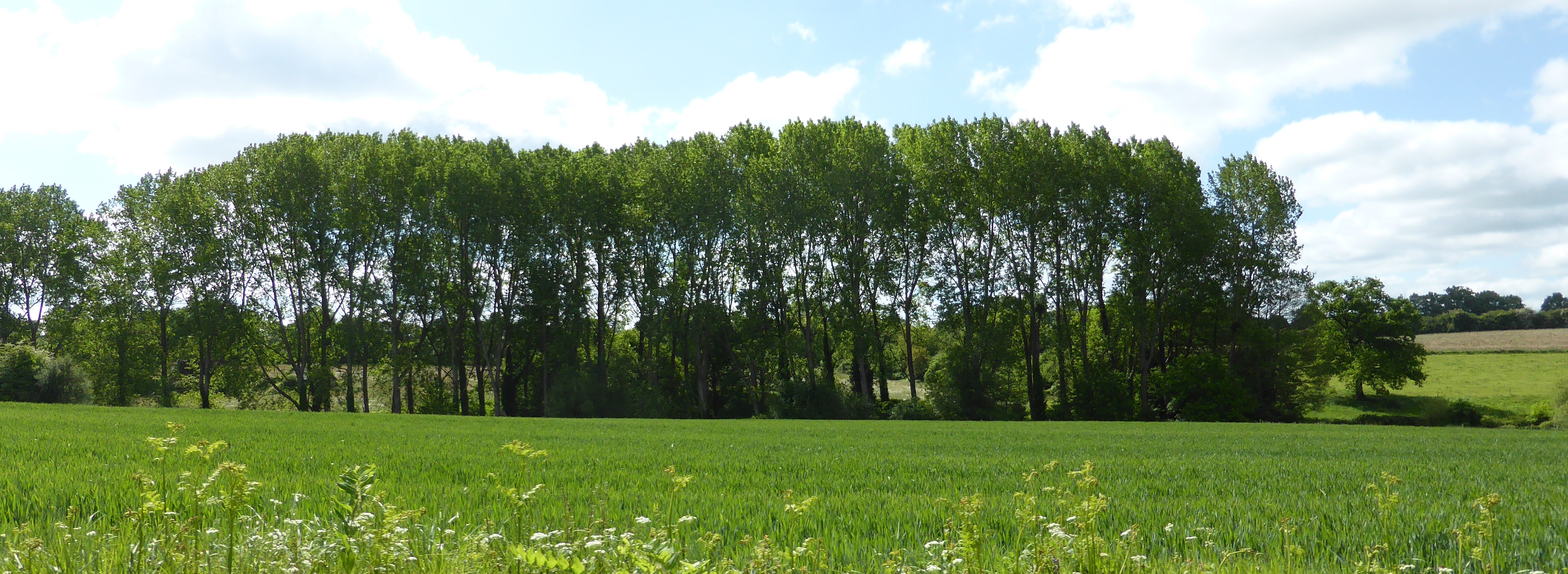 La présence de peupleraies contribue à fermer le paysage au niveau des vallons. Ce phénomène est visible en dehors de Sacé, sur l'ensemble du territoire de l'unité (Martigné-sur-Mayenne – 2015) en grand format (nouvelle fenêtre)