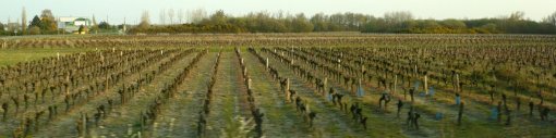 Un paysage viticole ouvert rythmé par les rangs de vigne (Saint-Philbert-de-Grand-Lieu) en grand format (nouvelle fenêtre)