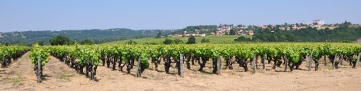 Au nord une limite marquée par la bascule du plateau viticole sur la vallée de la Loire (La Chapelle-Basse-Mer) en grand format (nouvelle fenêtre)
