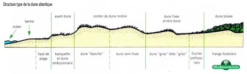 Coupe de principe de la structure de la dune atlantique (source : Office National des Forêts) en grand format (nouvelle fenêtre)