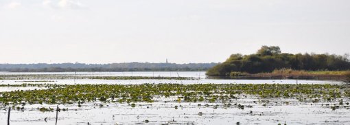 Un paysage marqué par des croissants de végétations qui lui donnent des allures de lac africain (Saint-Aignan-de-Grand-Lieu) en grand format (nouvelle fenêtre)