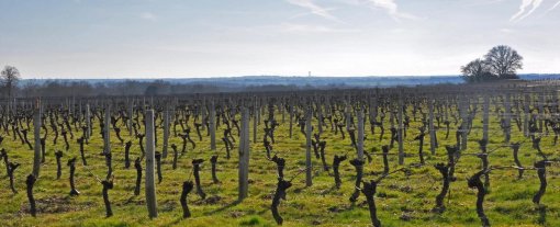 Des enclaves viticoles qui ouvrent le paysage sur les vallées (Rosnay) en grand format (nouvelle fenêtre)