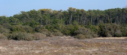 Forêt de pins et végétation de la dune grise stabilisant les sables (Forêt de Monts – Saint Hilaire-de-Riez) en grand format (nouvelle fenêtre)