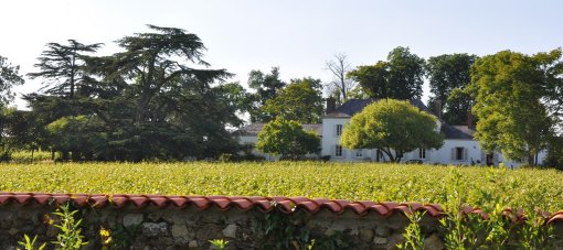 Clos d'un domaine viticole qui se distingue par son parc (Le Loroux-Bottereau) en grand format (nouvelle fenêtre)