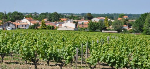 Un hameau viticole à l'habitat groupé dense (La Haye-Fouassière) en grand format (nouvelle fenêtre)