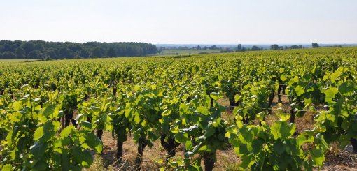 Rythmes des rangs de vigne et ponctuations arborées de ce paysage viticole typique du coeur de vignoble (Vallet) en grand format (nouvelle fenêtre)