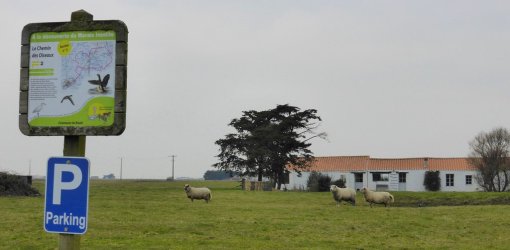 Exemple de signalétique liée à l'exploration de la faune et de la flore du marais breton vendéen (Bouin) en grand format (nouvelle fenêtre)