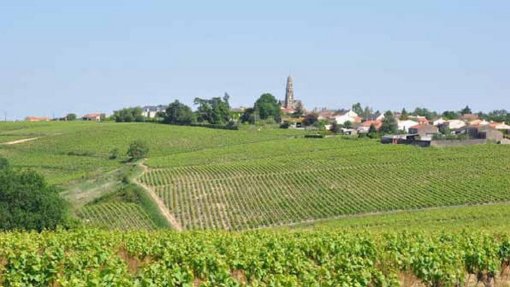 Promontoire viticole de Saint-Fiacre en grand format (nouvelle fenêtre)