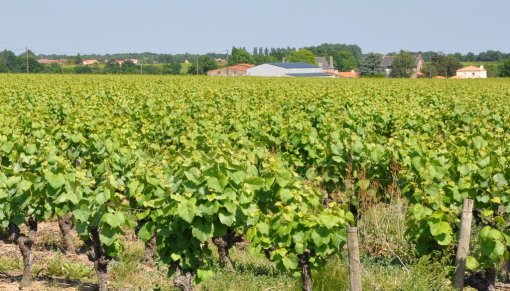 Ambiance de ce terroir viticole avec un habitat groupé en hameaux (Château-Thébaud) en grand format (nouvelle fenêtre)