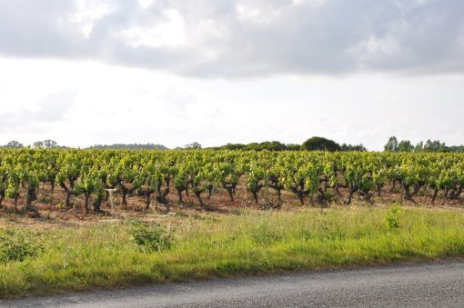 Crête viticole (Corcoué-sur-Logne) en grand format (nouvelle fenêtre)